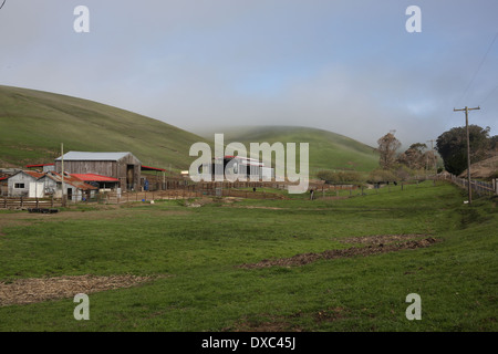 Ein Bauernhof versteckt zwischen sanften Hügeln und Nebel in Nordkalifornien. Stockfoto