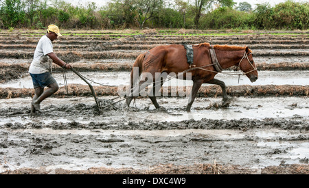 Reisbauern in Piura, Peru. Stockfoto