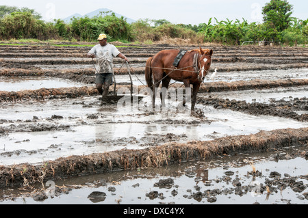 Reisbauern in Piura, Peru. Stockfoto