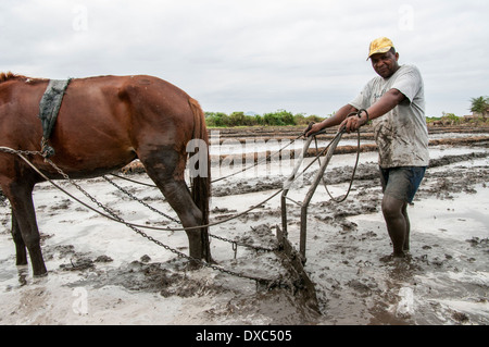 Reisbauern in Piura, Peru. Stockfoto