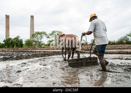 Reisbauern in Piura, Peru. Stockfoto