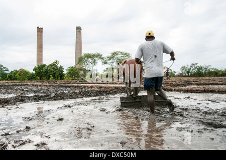 Reisbauern in Piura, Peru. Stockfoto