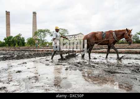 Reisbauern in Piura, Peru. Stockfoto