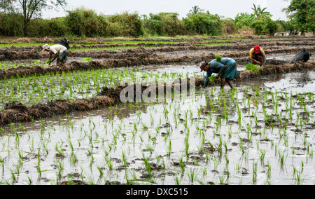 Reisbauern in Piura, Peru. Stockfoto