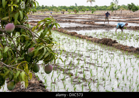 Reisbauern in Piura, Peru. Stockfoto