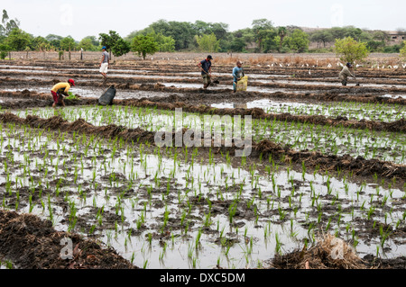 Reisbauern in Piura, Peru. Stockfoto