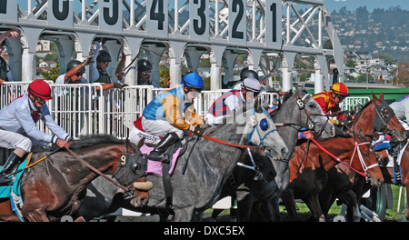 Rennpferde zu brechen, aus den Startlöchern im Golden Gate Fields in Albany Kalifornien Stockfoto