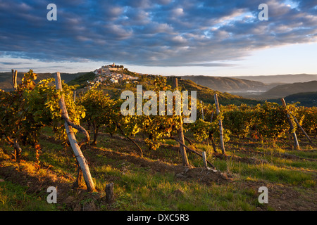 Herbstlichen Morgendämmerung in den Weinbergen der Stadt Motovun, Istrien, Kroatien Stockfoto