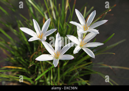 Weiße Lilie (Lilium Candidum) Blüten, Ranchi, Jharkhand Stockfoto