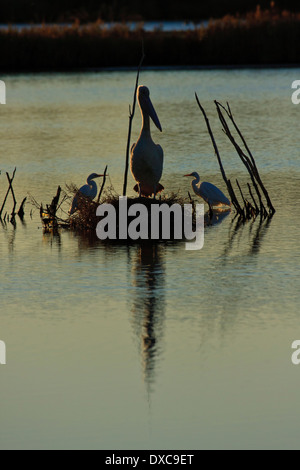Australischer Pelikan (Pelecanus Conspicillatus) und zwei großen Reiher (Ardea Alba) Schlafplatz bei Sonnenuntergang Stockfoto