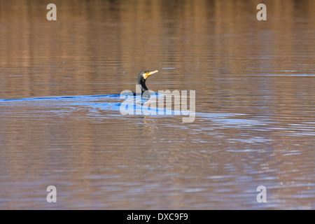 Großer Kormoran (Phalacrocorax Carbo) schwimmen Stockfoto