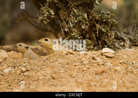 Fette Sand Ratte (Psammomys Obesus). Stockfoto