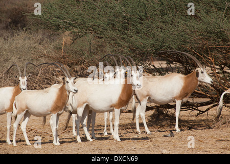 Israel, Aravah Wüste, eine Herde von Scimitar Oryx oder Scimitar-horned Oryx (Oryx Dammah),