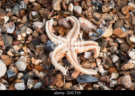 Seesterne an den Strand gespült Stockfoto