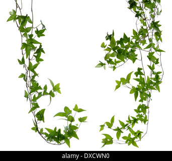 Satz von einigen dichtem Efeu (Hedera) Stämme isoliert auf weißem Hintergrund. Kletterpflanze Efeu Stamm mit jungen grünen Blätter. Stockfoto