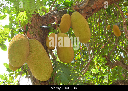 Jack Obst Stockfoto