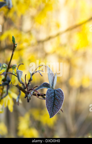 Frost an Forsythien Blätter im Frühling. UK Stockfoto