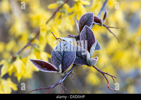 Frost an Forsythien Blätter im Frühling. UK Stockfoto