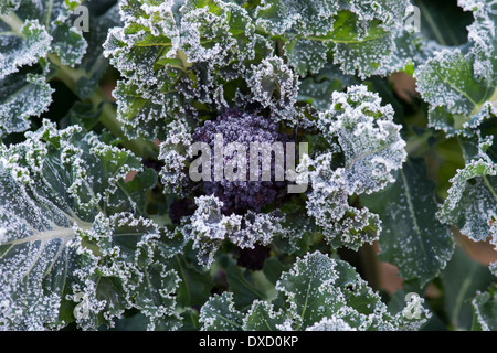 Frühe lila sprießende Brokkoli bedeckt in Frost in einem Gemüsegarten Stockfoto