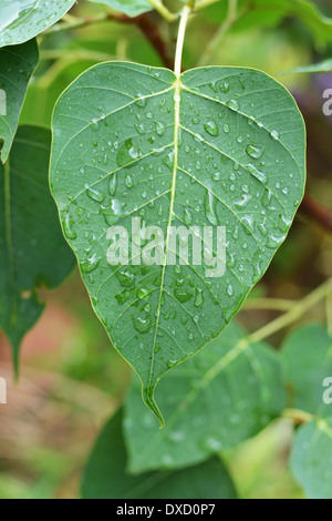 Ficus-Blatt Stockfoto