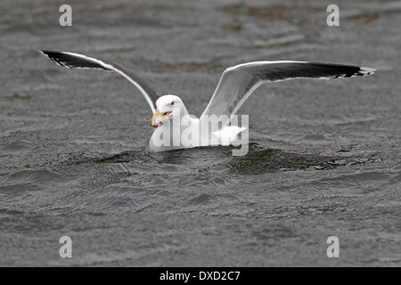 Erwachsenen weniger Black-backed Gull Essen eine Krabbe Stockfoto