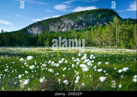 Baumwolle-Unkraut am Fuße des Andersnatten in Eggedal, Buskerud Fylke, Norwegen. Stockfoto