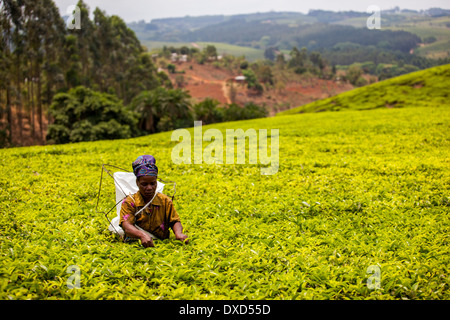 Frau Tee Plucker Kommissionierung Fairtrade Tee auf eine üppige Teeplantage in Malawi, Afrika Stockfoto