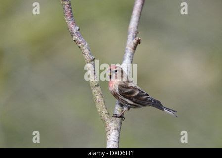 Kleiner Rotkopf (Acantdieses Kabarett), der auf einem Zweig thront. Stockfoto