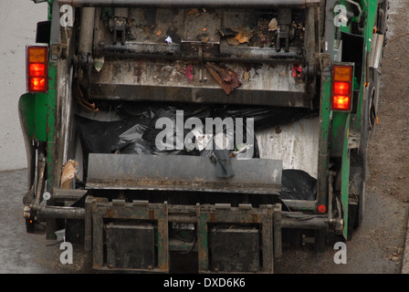 Eine mit Kapuze versehene Krähe, corvus Corone Cornix, sitzt an einer Müllwagen-Heckklappe. Stockfoto