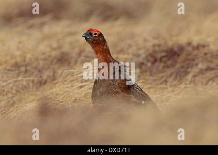 Männliche Moorschneehuhn Stockfoto