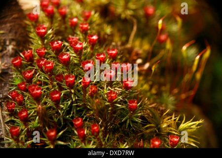 Moos im Wald. Stockfoto