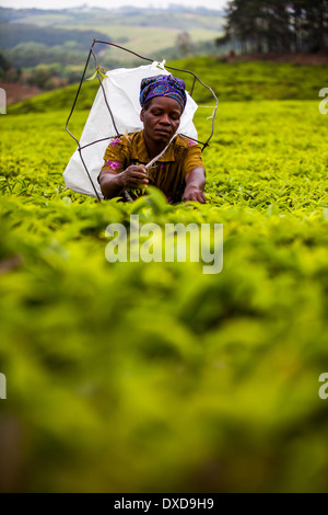 Frau Tee Plucker Kommissionierung Fairtrade Tee auf eine üppige Teeplantage in Malawi, Afrika Stockfoto