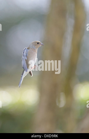 Weibliche Buchfink schweben Stockfoto