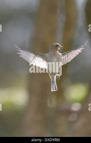 Weibliche Buchfink schweben Stockfoto