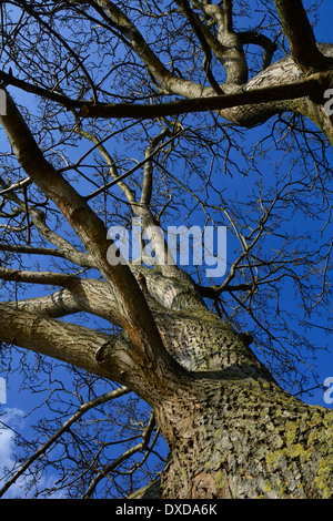 Sehen Sie sich auf einen großen alten Baumstamm ohne Blätter und blauer Himmel Deutschland Blick Auf Einen Großen Baum Baumstamm Mit Blauem Himmel alten Stockfoto