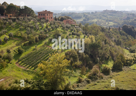 Blick auf die toskanische Landschaft außerhalb von Siena, Toskana, Italien. Ein kleiner Bauernhof mit Weinbergen und Olivenbäumen auf einem grünen Hügel. Stockfoto