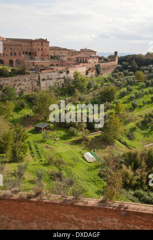 Blick über die Stadtmauern von Siena, Toskana, Italien zu den grünen Hügeln und Olivenhainen der toskanischen Landschaft. Stockfoto