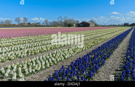 Frühling Zeit in den Niederlanden: Weitwinkel-Blick auf bunte Hyazinthen blühen auf volle Höhepunkt in Noordwijk, Süd-Holland. Stockfoto