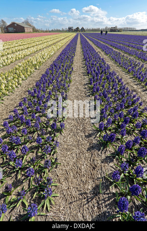 Frühling Zeit in den Niederlanden: Weitwinkel-Blick auf bunte Hyazinthen blühen auf volle Höhepunkt in Noordwijk, Süd-Holland. Stockfoto