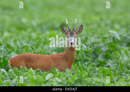 Europäische Reh (Capreolus Capreolus) in Zuckerrüben-Feld im Sommer, Hessen, Deutschland Stockfoto