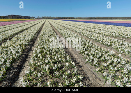 Frühling Zeit in den Niederlanden: Weitwinkel-Blick auf bunte Hyazinthen blühen auf volle Höhepunkt in Noordwijkerhout, Süd-Holland. Stockfoto