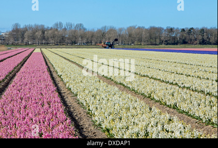 Blumenfelder im Frühjahr: Weitwinkel-Ansicht von Rosa, weißen und blauen Hyazinthen, Noordwijkerhout, Südholland, Niederlande. Stockfoto