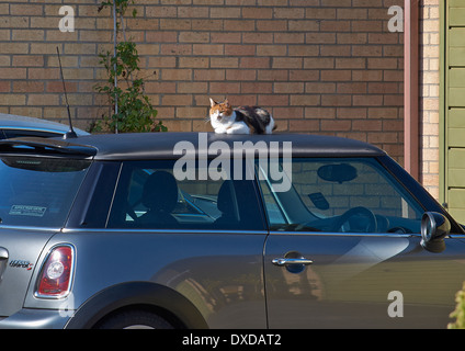 Katze auf dem heißen Blechdach Stockfoto