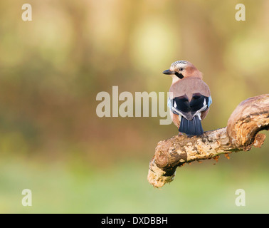 Jay (Garrulus, Glandarius) thront auf Zweig Stockfoto