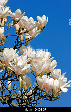 Magnolie Stockfoto