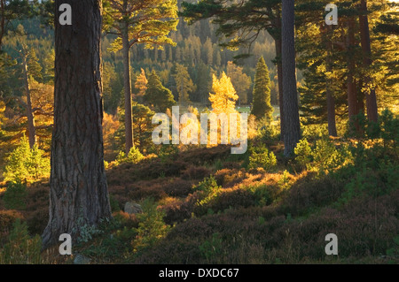 Wald am Mar Lodge Estate im Herbst, Cairngorms National Park, Deeside, Aberdeenshire, Schottland. Stockfoto