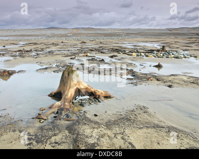 Der Strand zwischen Ynys-Las und Borth in Ceredigion in mid Wales nach dem Winter Stürme einen versteckten Wald in der Bucht entdeckt Stockfoto