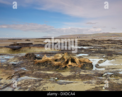 Der Strand zwischen Ynys-Las und Borth in Ceredigion in mid Wales nach dem Winter Stürme einen versteckten Wald in der Bucht entdeckt Stockfoto