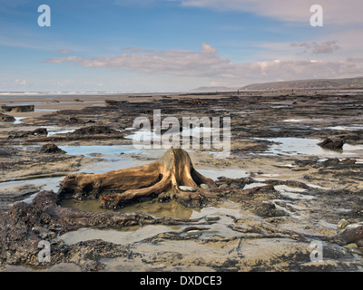 Der Strand zwischen Ynys-Las und Borth in Ceredigion in mid Wales nach dem Winter Stürme einen versteckten Wald in der Bucht entdeckt Stockfoto