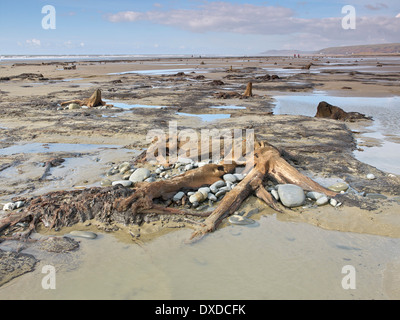 Der Strand zwischen Ynys-Las und Borth in Ceredigion in mid Wales nach dem Winter Stürme einen versteckten Wald in der Bucht entdeckt Stockfoto